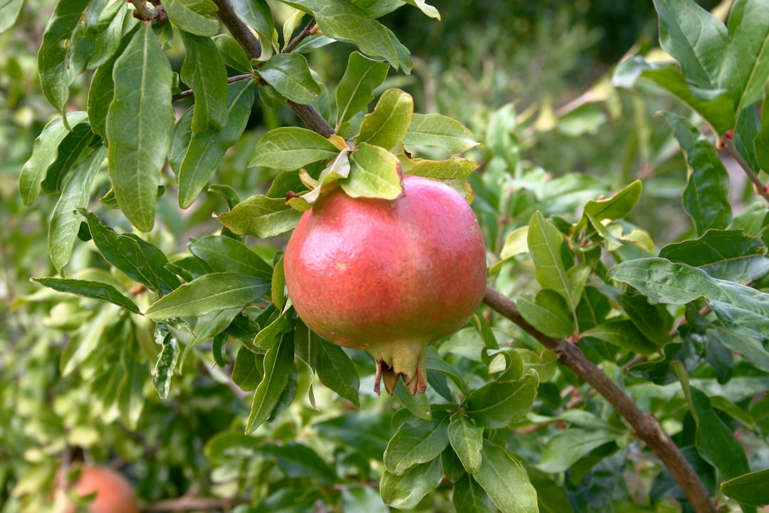 The Ace of Pentacles: Planting Seeds for Prosperity